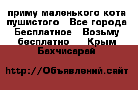 приму маленького кота пушистого - Все города Бесплатное » Возьму бесплатно   . Крым,Бахчисарай